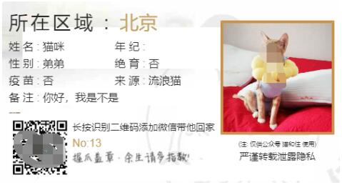 php流浪猫流浪狗宠物领养源码wap版