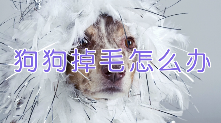 vlcsnap-2025-12-02-12h02m17s535_20faee1894190.png 宠物训练-训狗教程Dog Training